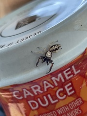 Metaphidippus siticulosus