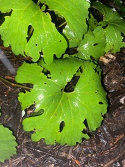 Sanguinaria canadensis