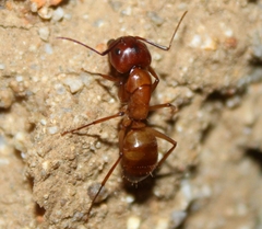 Camponotus sansabeanus