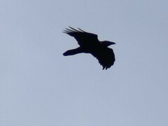 Corvus corax