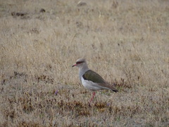 Vanellus resplendens