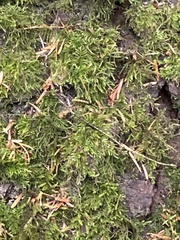Kindbergia oregana