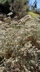 Eriogonum plumatella