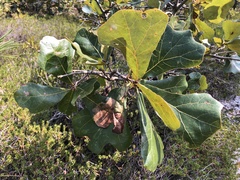 Quercus marilandica