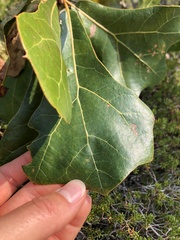 Quercus marilandica