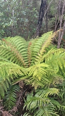 Cyathea smithii