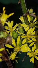Solidago squarrosa