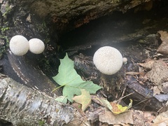 Lycoperdon