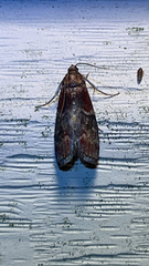 Euzophera ostricolorella