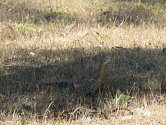 Varanus gouldii