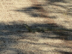 Varanus gouldii