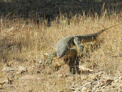 Varanus gouldii