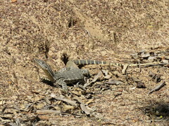 Varanus gouldii