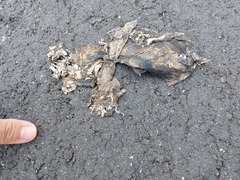 Bufo bankorensis