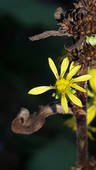 Solidago squarrosa