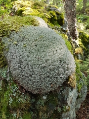 Cladonia stygia