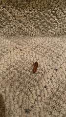 Plodia interpunctella