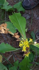 Solidago squarrosa