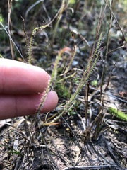 Drosera filiformis