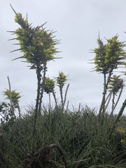 Puya chilensis