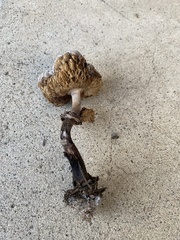 Chlorophyllum brunneum