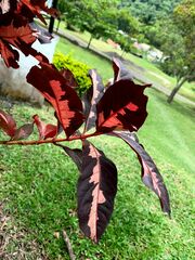 Graptophyllum pictum