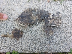 Bufo bankorensis