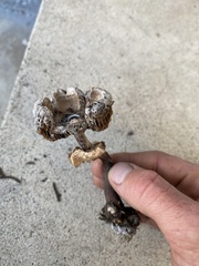 Chlorophyllum brunneum