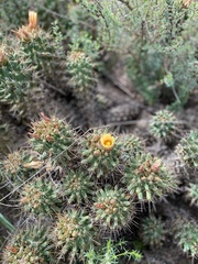 Coryphantha octacantha