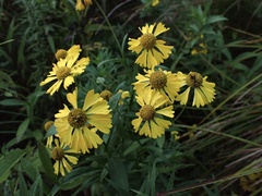 Helenium