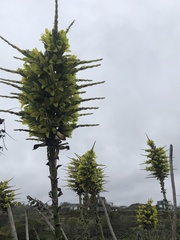 Puya chilensis