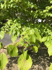 Cornus sanguinea