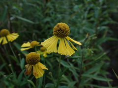 Helenium