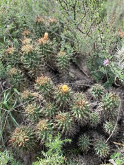 Coryphantha octacantha