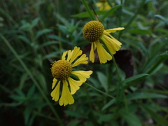 Helenium