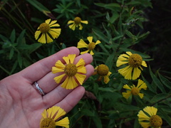 Helenium