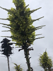 Puya chilensis