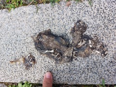 Bufo bankorensis