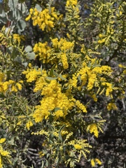 Acacia triptera