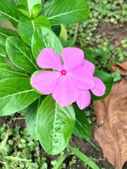 Catharanthus roseus