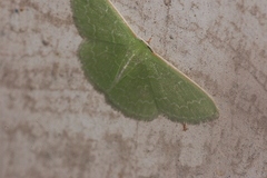 Synchlora