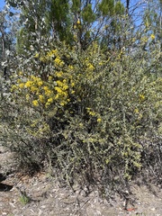 Acacia triptera