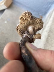 Chlorophyllum brunneum