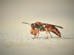 Polistes rubiginosus