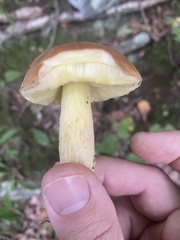 Hemileccinum
