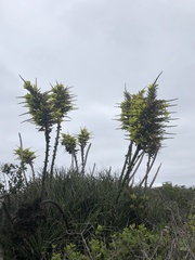 Puya chilensis