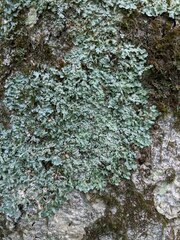 Myelochroa aurulenta