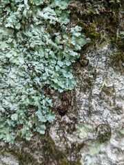 Myelochroa aurulenta