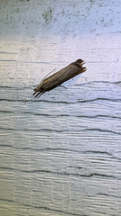 Chrysoteuchia culmella