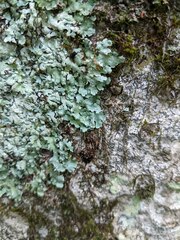 Myelochroa aurulenta